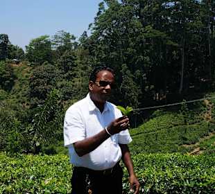 Sammy in der Teeplantage