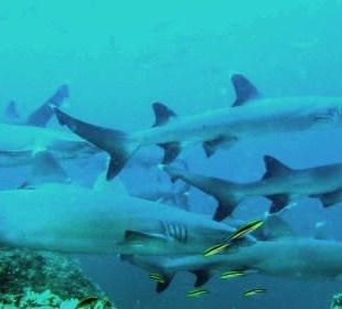 Sharks on every dive