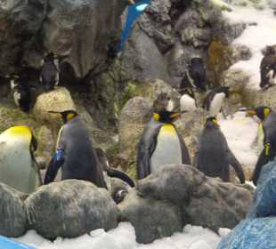 Pinguine im Aquarium