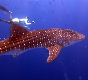 Einfach der Wahnsinn