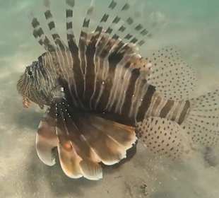 Schnorcheln Abu Soma