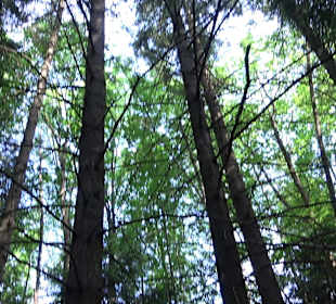 Waldlehrpfad in Tieringen
