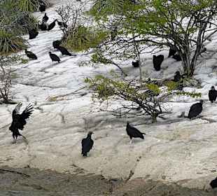 Rejs łodzią - sępy