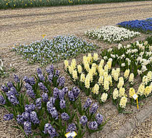 Floratuin Julianadorp