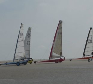 Strandsegler auf der großen Sandbank