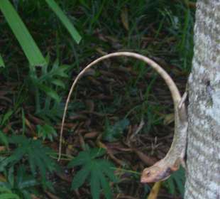 Gekko