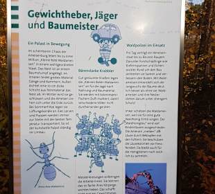 Hinweistafeln unterwegs auf dem Ameisen Barfußpfad