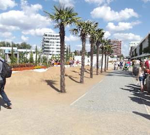 Palmen im Wüstensand