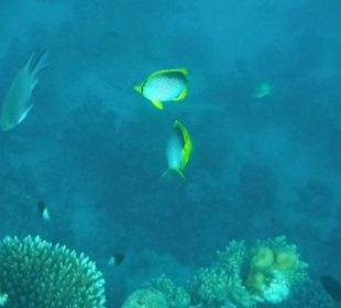 Hausriff Arabia Azur