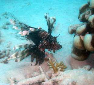 Indischer Rotfeuerfisch