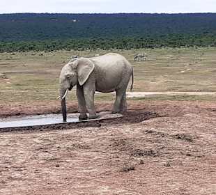 Addo Elephant Park