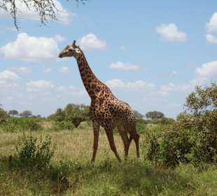 Massaigiraffe