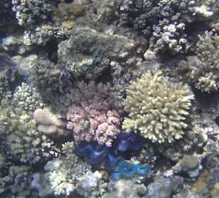 Schnorcheln am Hotelstrand