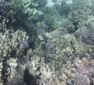 Korallenriff mit Bewohner