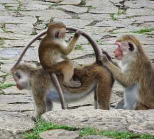 Affen-Vorsorge-Untersuchung - Geführte Touren Astrid Tours S