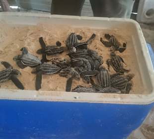 Frisch geschlüpfte Meeresschildkröten