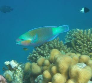 Hausriff Arabia Azur