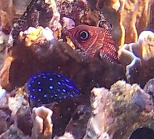 Schnorcheln Bayahibe