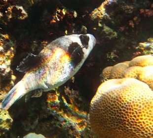 Maskenkugelfisch am El Fanar Beach - Riff