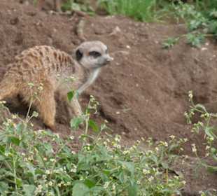 Erdmännchen