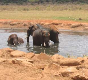 Wasserloch der Logde