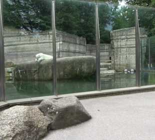 Tierpark Hellabrunn - Polarwelt