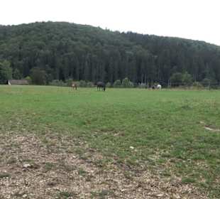 Haupt- und Landgestüt Marbach