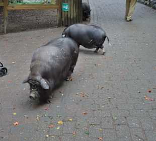 Rundgang durch den Wildpark Schwarze Berge