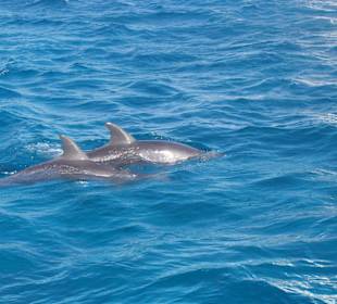 Delfine vom Boot aus