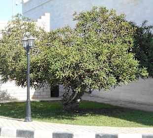 Frankincense Land Museum