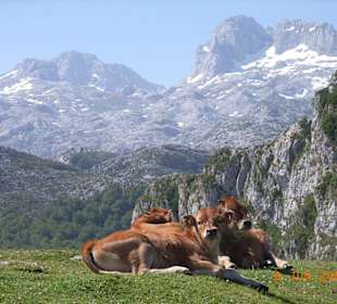 In den Picos de Europa