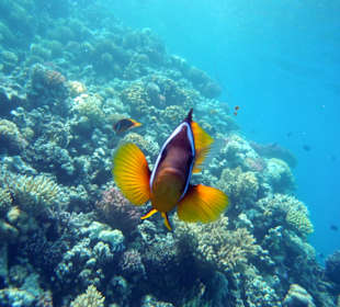 Foto direkt am Hausriff vor dem Hotel aufgenommen