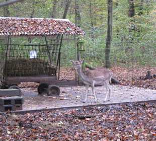 Tier- und Wildgehege