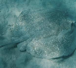 zum ersten mal einen Igelrochen gesehen