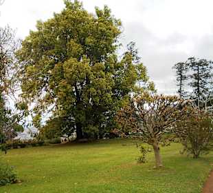 Palheiro Gardens