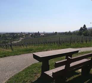 Wein- und Mandelpfad 