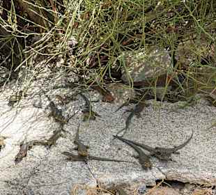 Insel Dragonera - kleine muntere Gesellen