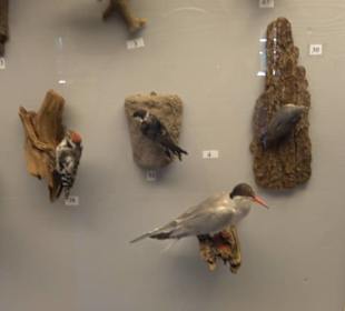 Natur- und Jagdmuseum