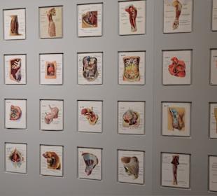 In der Abteilung Medizinstudium