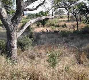 Krüger Nationalpark