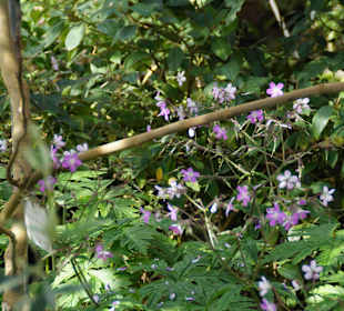 Anlage Planten un Blomen