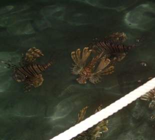 Feuerfische direkt am Steg vom Hotel Reef Oasis Beach Resort