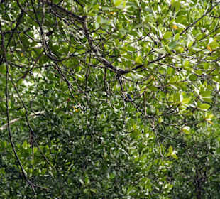 Überall singen die Vögel