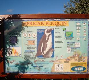 Eine Beschreibung des afrikanischen Pinguins