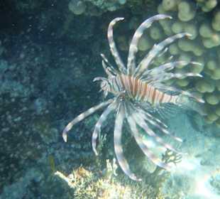 Ein Feuerfisch beim Schnorcheln