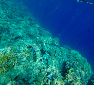 Schnorcheln Nabq Bay	