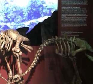 Naturhistorisches Museum