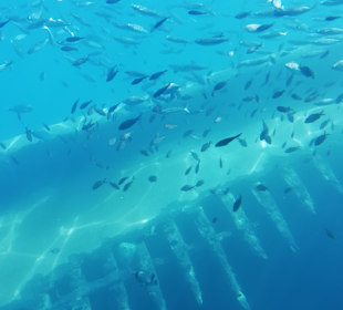 Tagesausflug mit Glasbodenboot