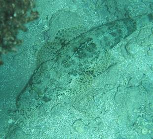 Schnorcheln Makadi Bay