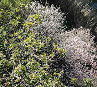 Herrliche Mandelblüte